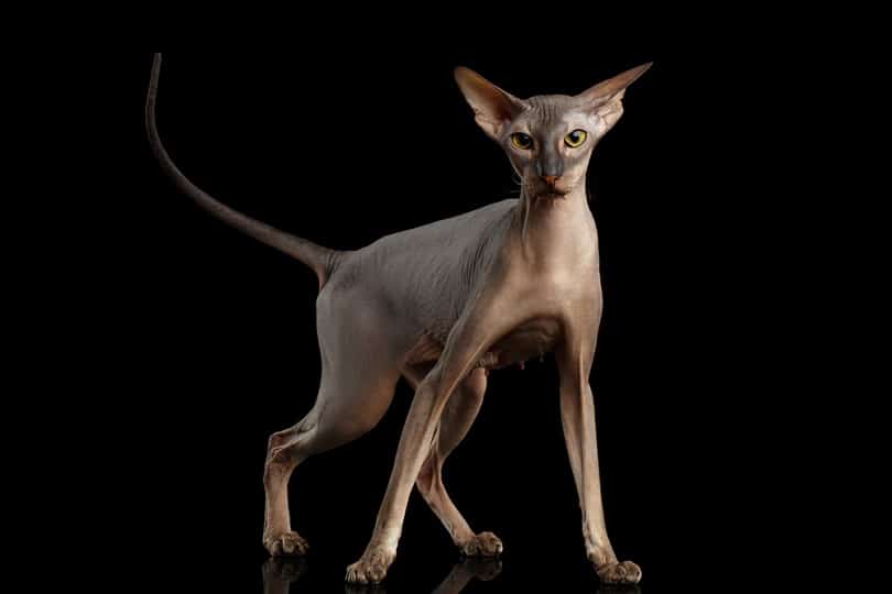 peterbald-cat